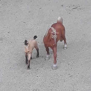 Meet your Posher, April the horse girl